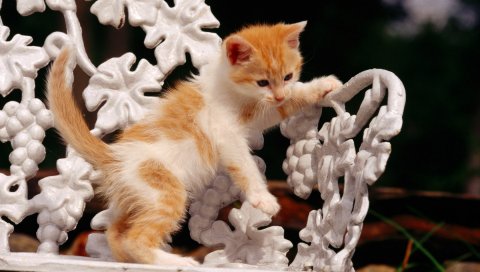 Кошка, котенок, скамейка