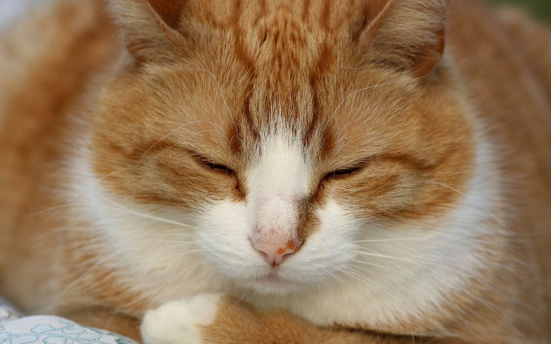 Картинки Кошка, красный, сон, белый фото и обои на рабочий стол