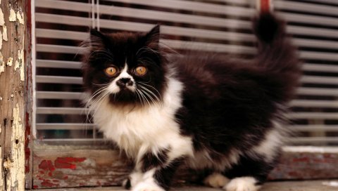 Кошка, котенок, черный, белый