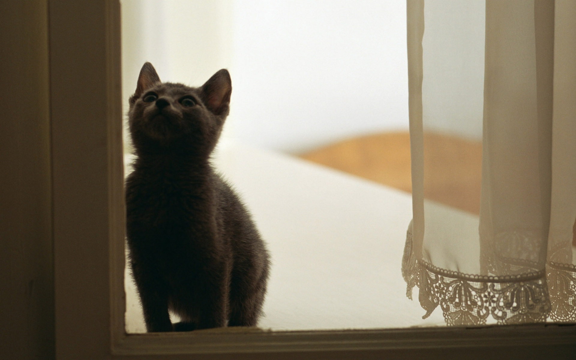 котята на окне kittens on the window бесплатно