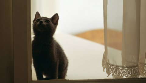 Кошка, котенок, белый, окно, тюль