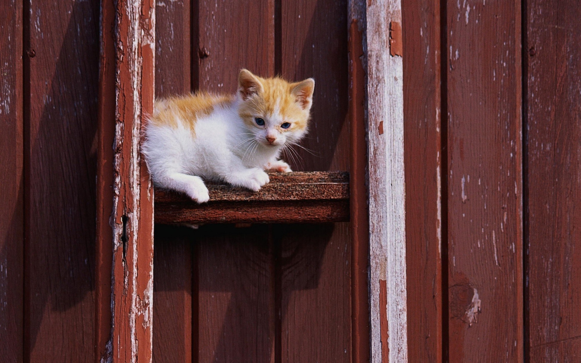 Картинки Кошка, котенок, красный, белый фото и обои на рабочий стол