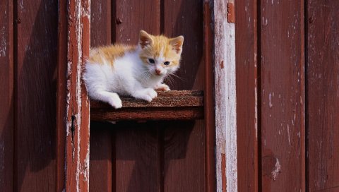 Кошка, котенок, красный, белый