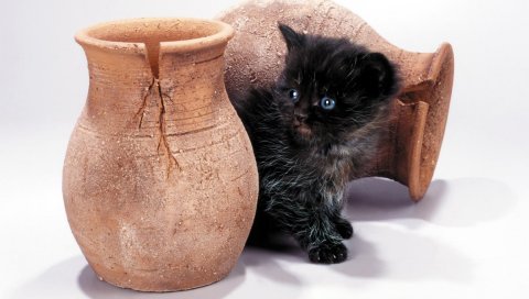 Кошка, котенок, кувшин
