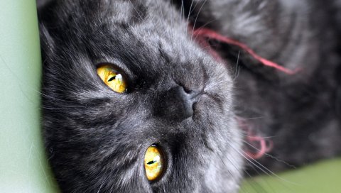 Кошка, глаза, полосатый, черный