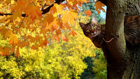 Кот, осень, дерево, клен, листья, желтый, выглядит