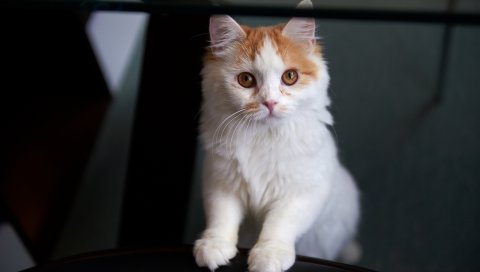 Кошка, глаза, милые