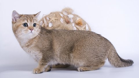 Кошка, испуг, взгляд