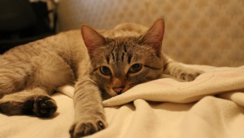Кошка, диван,