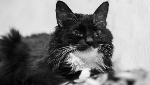 Кошка, кушетка, глаза, улыбка, черно-белый