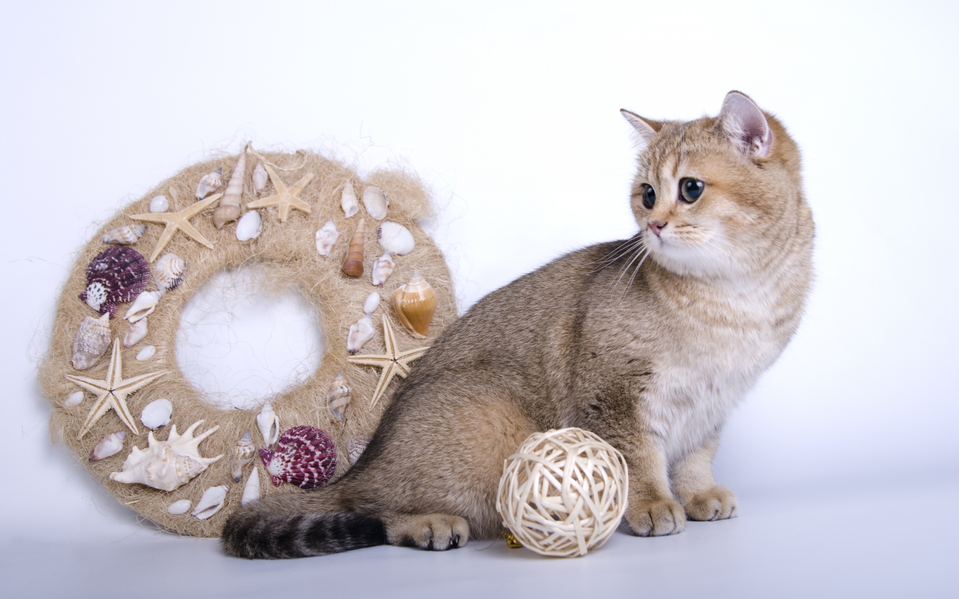 Картинки Кошка, гирлянда, игрушки, шерсть фото и обои на рабочий стол
