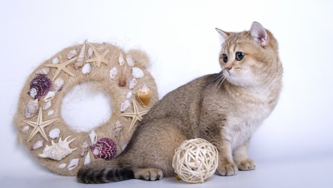 Кошка, гирлянда, игрушки, шерсть