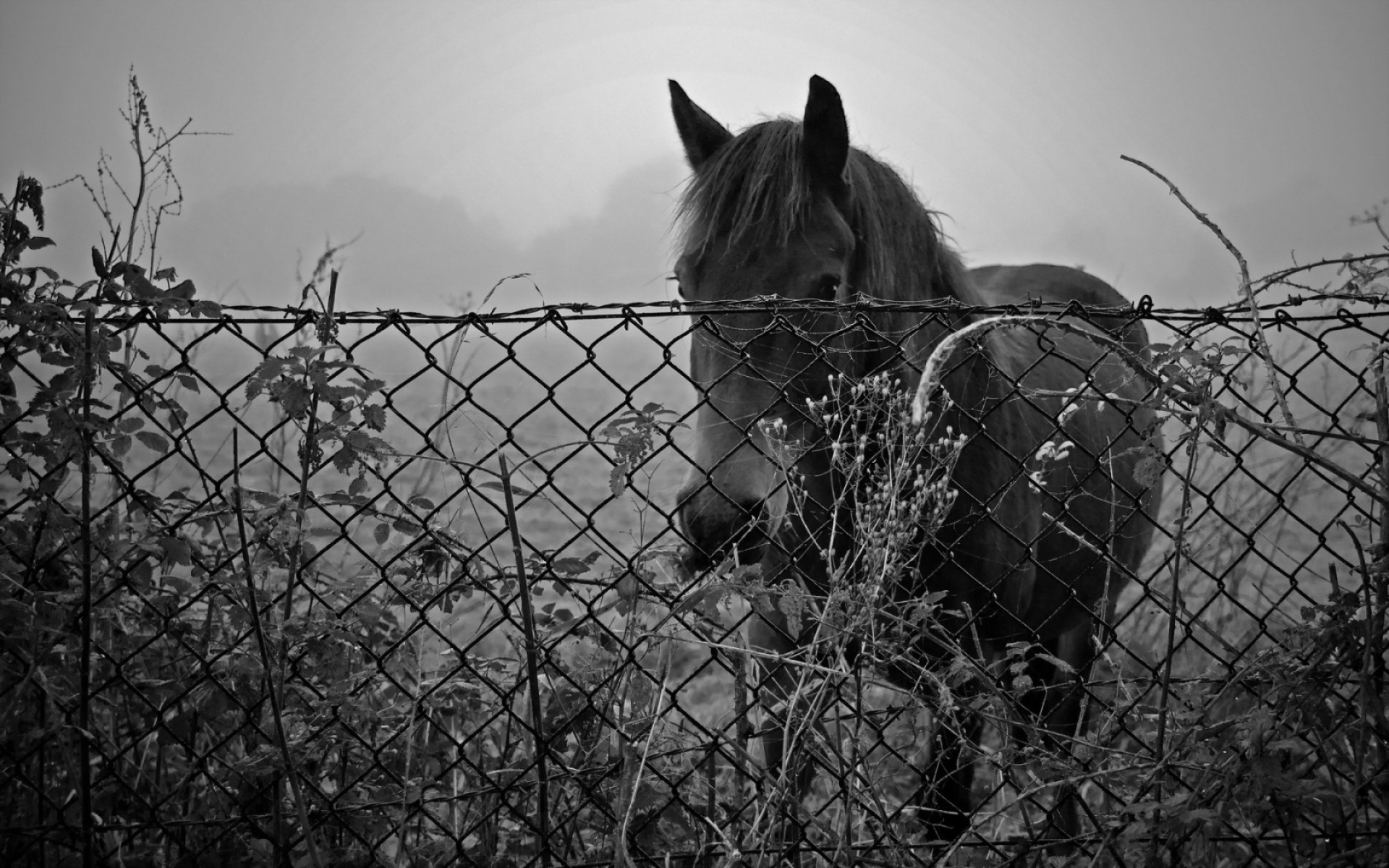 Картинки Лошадь, забор, закат, черно-белый фото и обои на рабочий стол