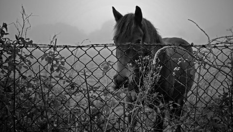 Лошадь, забор, закат, черно-белый