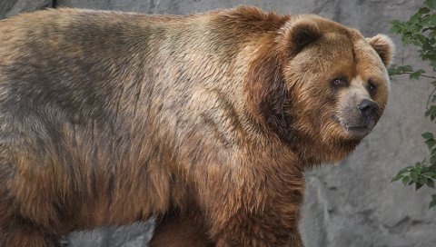 Kodiak, медведь, коричневый, толстый,