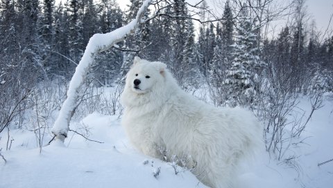 Зима, снег, лес, собака