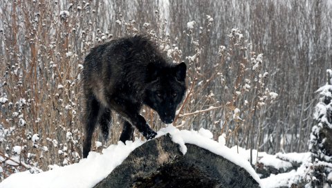 Зима, взгляд, волк, снег, бревна, лес