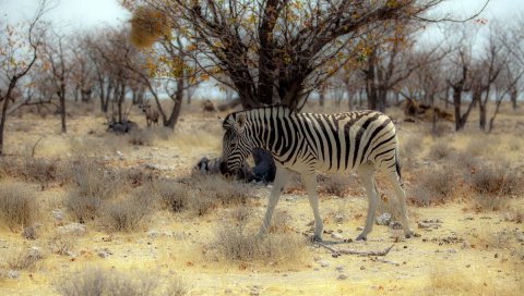 Зебра, природа, африка