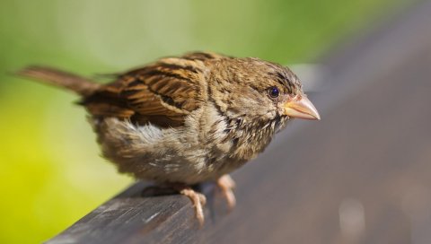 Животные, птицы, воробей, клюв, дерево, трава, травы, листья, листва