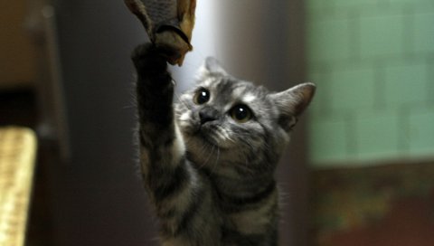 Животное, кошка, британское