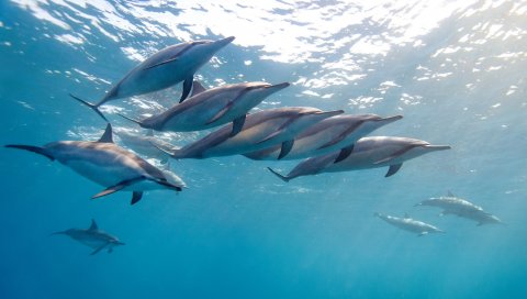 Дельфин, тропический дельфин, гавайи, океан, вода, стадо