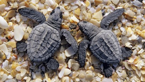 Две, маленькие, черепахи, раковины, берега