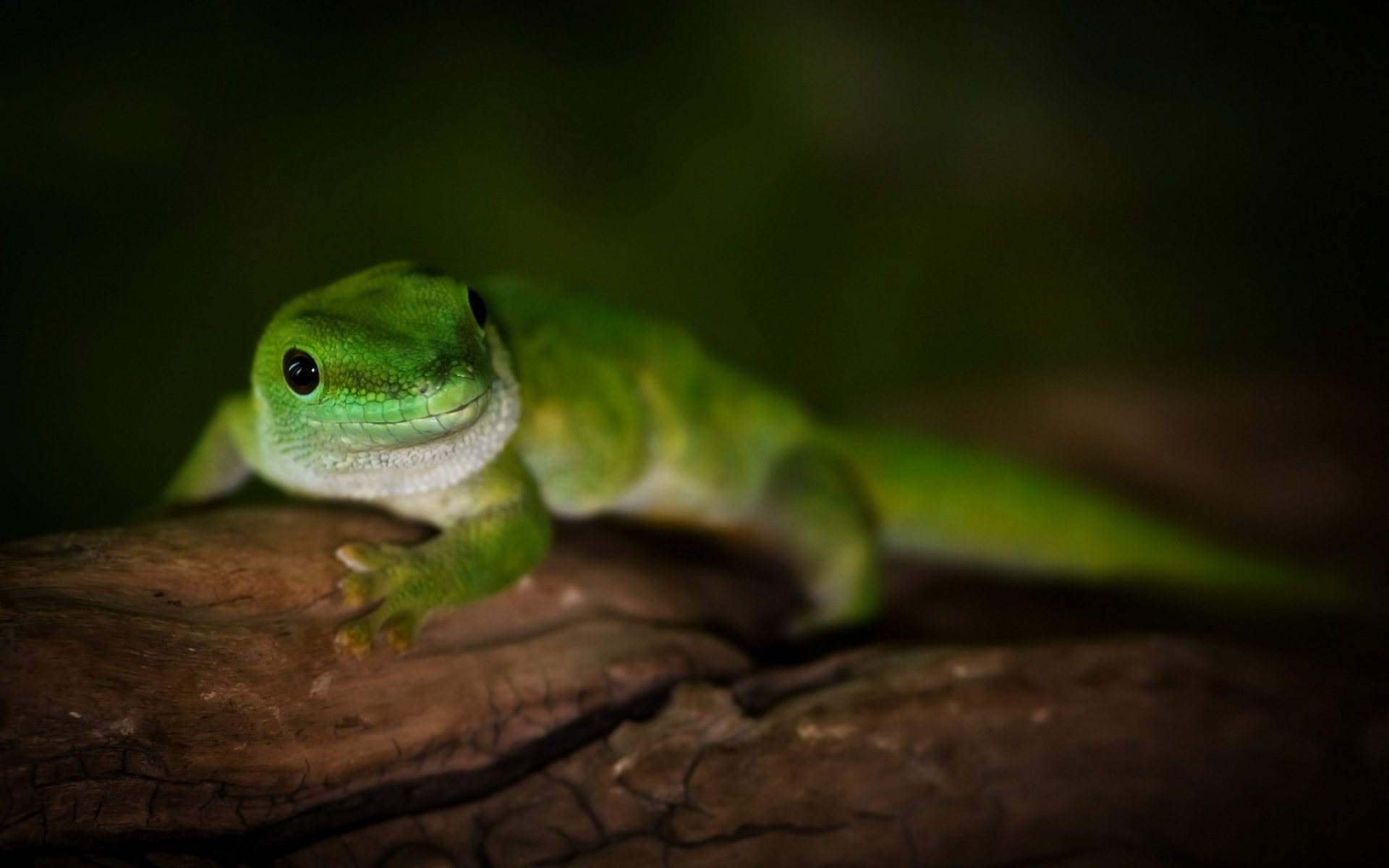 Картинки Gecko, день, мадагаскар, ящерица, макро, дерево, зеленый фото и обои на рабочий стол