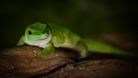 Gecko, день, мадагаскар, ящерица, макро, дерево, зеленый