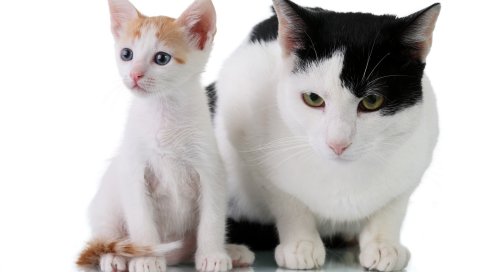 Кошки, пара, цвет, свет, темный, котенок