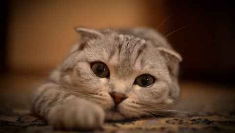 Растягивается, лежит, глаза, бакенбарды, кошка, животные, кошки, котенок, ноги