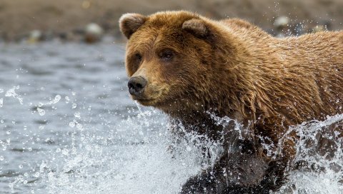 Бурый медведь, вода, спрей
