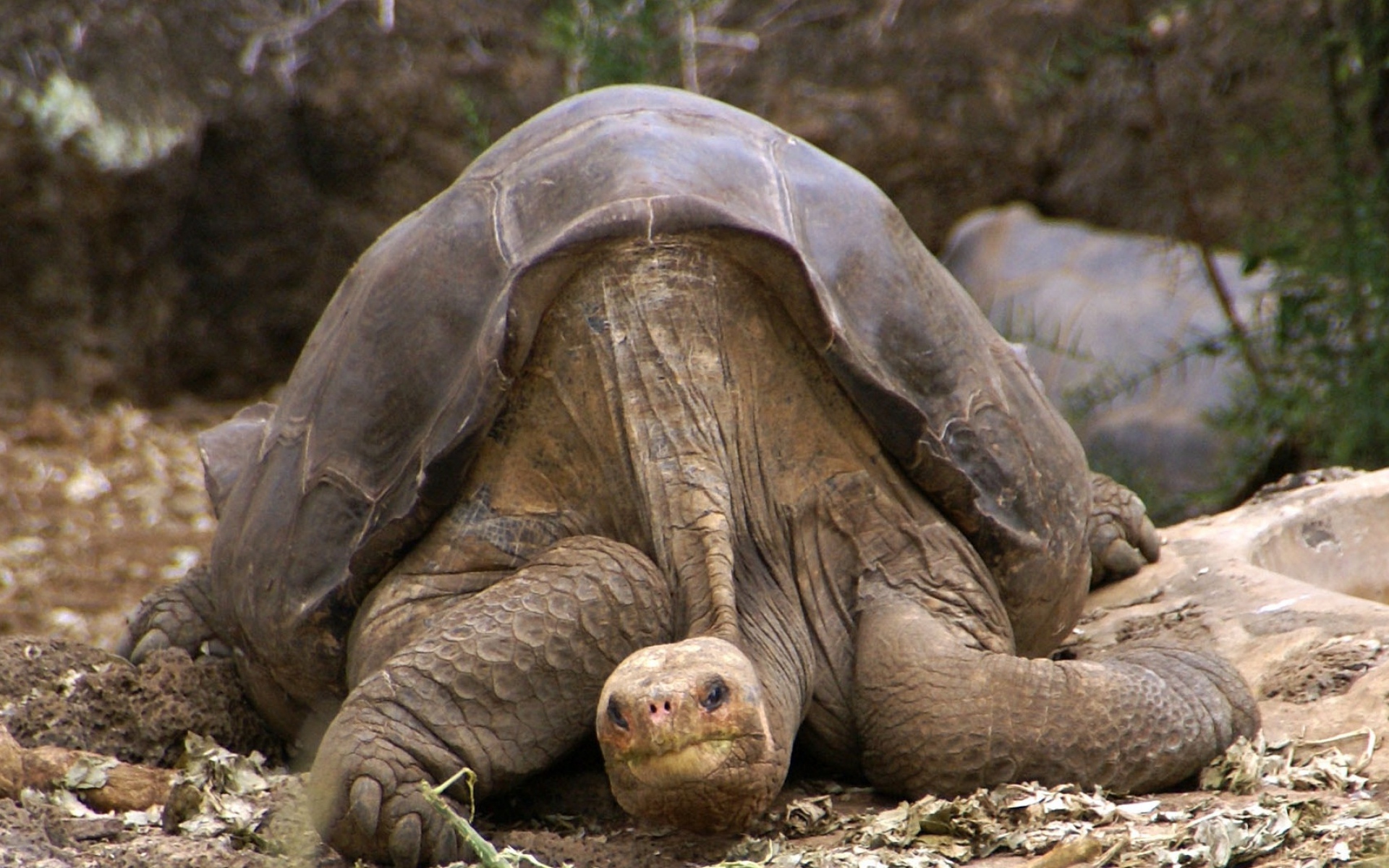Абингдонская слоновая черепаха одинокий Джордж