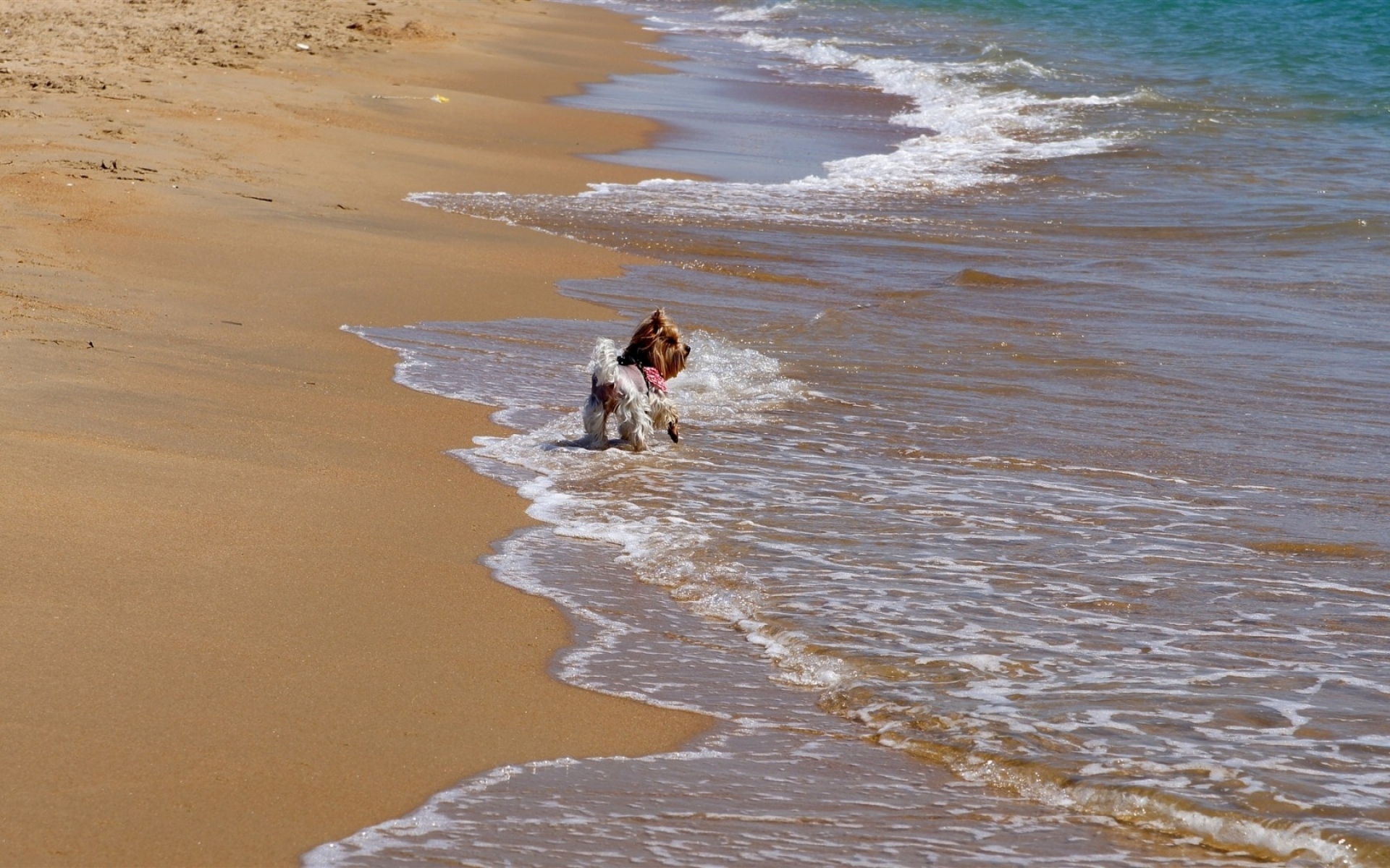 Картинки Пляж, песок, серфинг, прогулка, собака фото и обои на рабочий стол