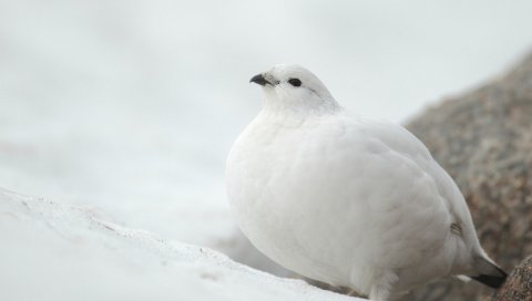Белый, куропатка,