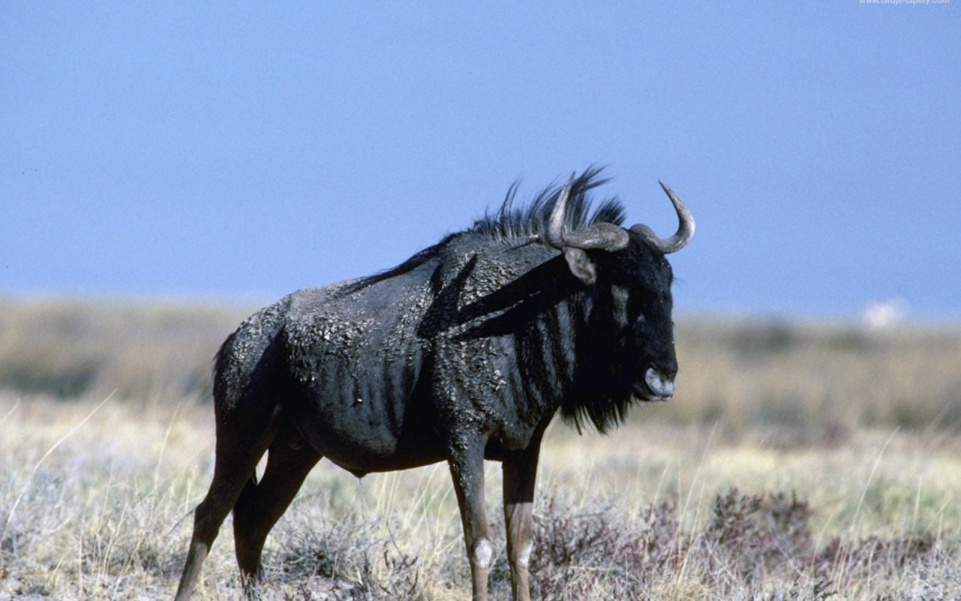 Wildebeest