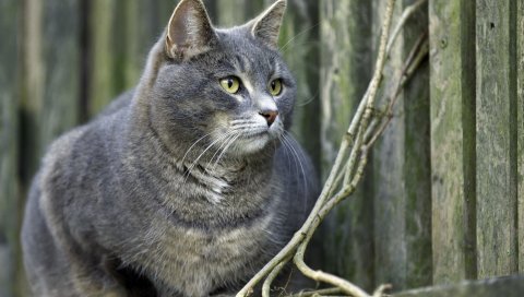 Кошка, жирная, серая, сидя