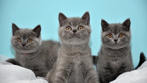 Котята, серый, пух, три