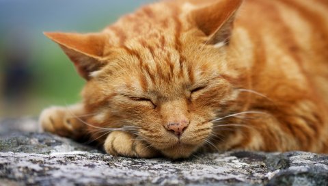 Кошка, вниз, лицо, сон