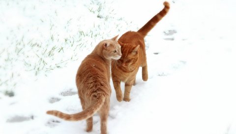 Кошки, пара, снег, следы