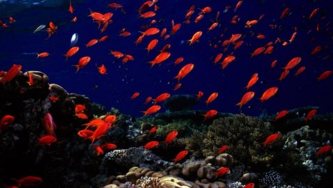 Подводный, рыба, морское дно