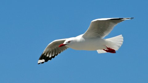 Чайка, птица, небо, качели, муха