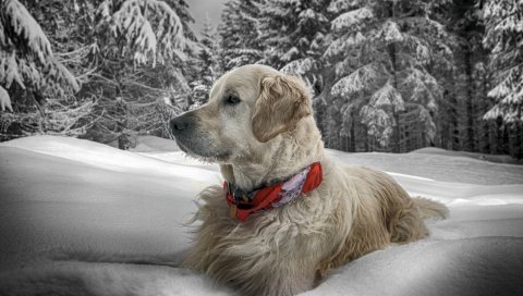 Собака, снег, сидеть, дерево, воротник