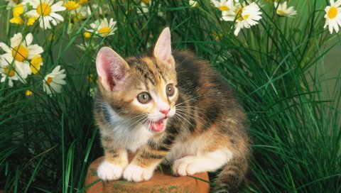Котенок, плач, цветы, пень, трава
