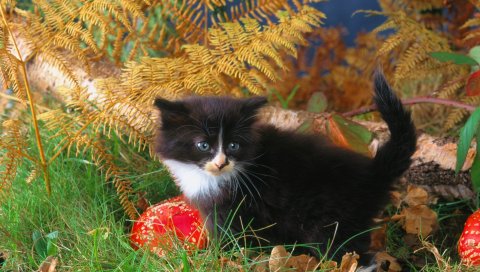 Котенок, трава, осень, черный, скалолазание