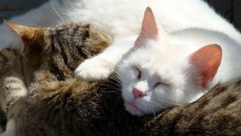Кошки, сон, пара, цвет