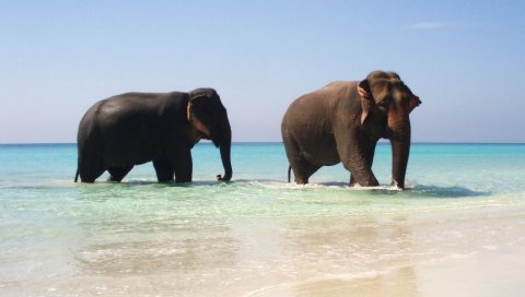 Слоны, море, ходьба, пара