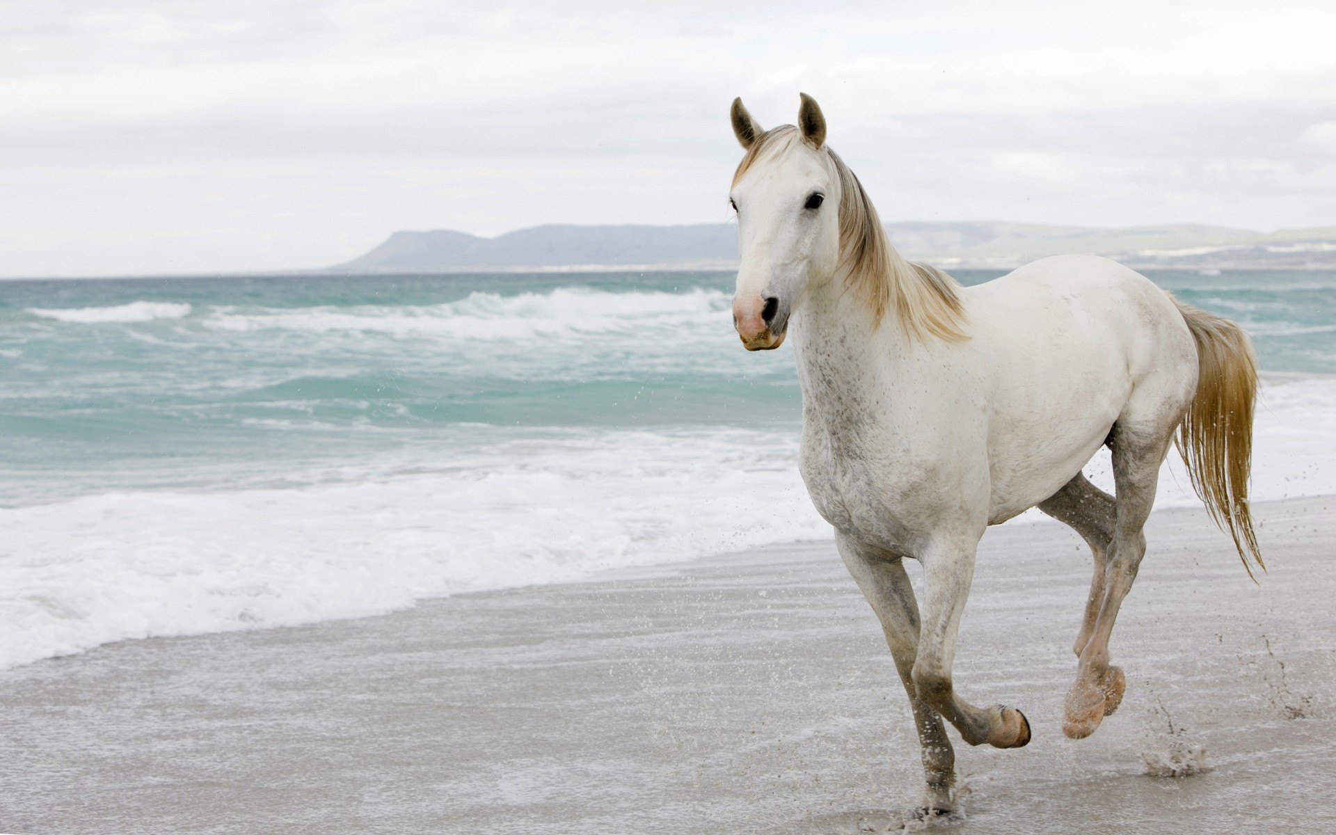 Картинки Белый конь, песок, море, побег фото и обои на рабочий стол
