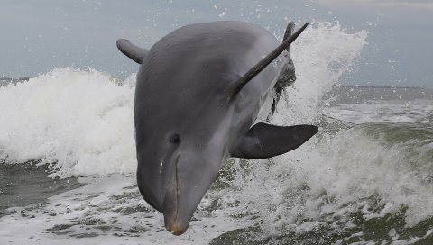 Дельфин, море, прыжок