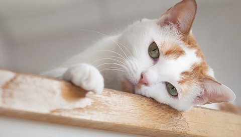 Кошка, лицо, глаза, расточка
