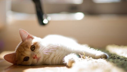 Кошка, коврик, ложись, любопытно